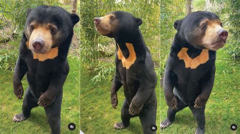 bears that are not bears fake bears